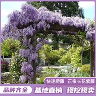 Wisteria Flower Saplings Climbing Vines Climbing Courtyard Wall Four Seasons Flowering Plants Old Pi