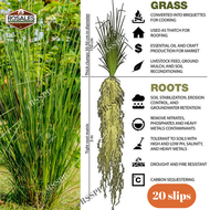 Vetiver Grass Slips For Slope Protection And Soil Erosion Purposes / Installation of Coconets