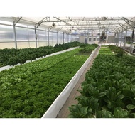 CUSTOM BULK BUY ORDER