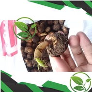 Bibit Porang Bibit Porang Katak Super Bibit Porang Katak 1 kg Bibit Porang Katak Super 2 kg