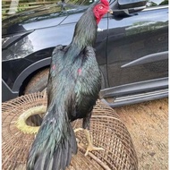 telur ayam Bangkok ekor lidi