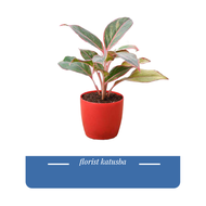 tanaman hias daun aglonema lipstick  clasic siam aurora pink