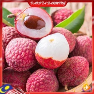 Anak Pokok Laici Lychee Siam Pokok Import Dari Thailand Cepat Berbuah