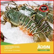 Jual Lobster Laut 1Kg Best Seller BERKUALITAS