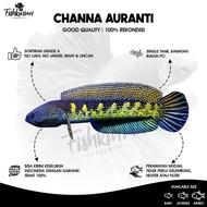 Channa Auranti Grade A+ Rekondisi bukan PO 25-30 cm