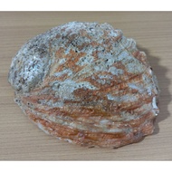 Australian Red Abalone shell