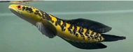 Channa maru yellow sentarum  grade A import Indonesia