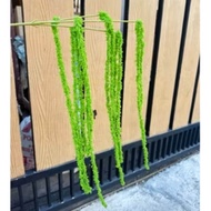 Junyai Amaranthus Juntai Jekinian
