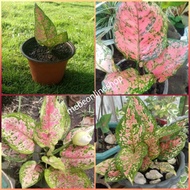 ☍✑(1) Aglaonema Varieties Uprooted Live Plants (Luzon Only)
