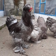 Ayam Park Brahma Blue Limited Edition