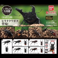 BANDAI BANDAI Gashapon Movable Assembled Beetle Model 06 Simulation Giant Insect Stag Beetle Stag Be