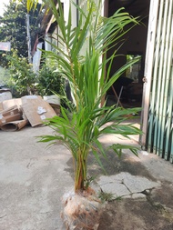 Cây Cau Cảnh - cây cau vàng đài loan mini dùng để bàn làm việc mang lại phong thủy may mắn