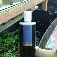 Akira betta fish D19 Original