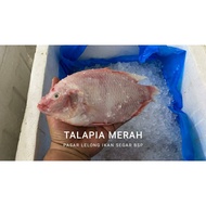 Ikan Talapia Merah / Red Tilapia