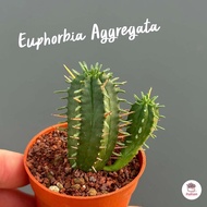 Euphorbia Aggregata #ต้นเดี่ยว แคคตัส กระบองเพชร cactus&amp;succulent