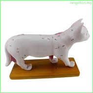 RAN Cat Anatomy Model for Acupuncture and Moxibustion Animal Anatomy Model Cat Anatomy Model Organs 