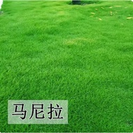 Soil Four Seasons Green Grass Seed Grass Seed Lawn Manila Slope Protection Solid Courtyard Trimming-