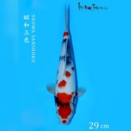 ikan koi import jepang kindai showa isa koi farm