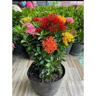 Keratan Pokok Bunga Ixora dwarf ( daun halus ) ixora cutting