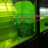 Aquarium | Air Hijau | Algae Living Fresh Nannochloropsis & Phytoplankton 500ml