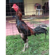 Telur berbenih Ayam sabung batang kaki