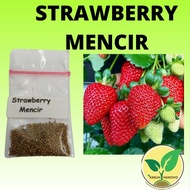 Benih Strawberry Mencir Dataran Rendah Bibit Buah Stroberi Jumbo Manis