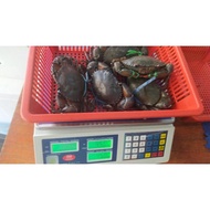 ketam nipah tanjung dawai