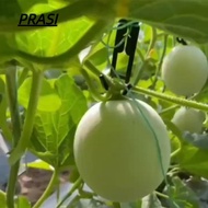 PRASI 30pcs Mesh melon hook, Mesh melon cantaloupe Hanging Hook, cantaloupe long Coco Hooks for Eliz