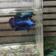 pair ikan cupang alien blue