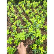 Blue Eugenia Plant ( Buy 5 PLUS 1)