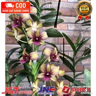 ( KNOP / SPIKE ) ANGGREK DENDROBIUM PURPEL DRAK-sudah Knop/Spike-DENDROBIUM