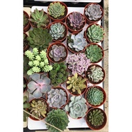 Succulents 85mm pot 多肉植物85mm盆