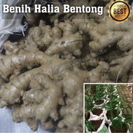 🔥 AAAAA 🔥 Benih Halia Bentong Original 100% - Mnzz Snack House