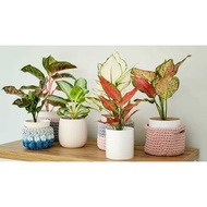 Aglaonema collection (special&rare)