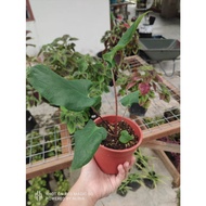 🌸 KELADI THAI BEAUTY (WHITE) / CALADIUM THAI BEAUTY