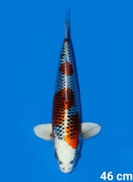 IKAN KOI KUJAKU IMPORT JEPANG / TANAKA KOI FARM / CODE 81