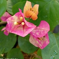 bunga kertas CITRA INDIA. KING OF BOUGAINVILLEA