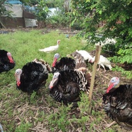 AYAM HIAS KALKUN DEWASA JANTAN/BETINA HARGA PEREKOR