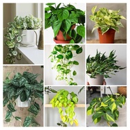 Keratan Philo Brasil,money plant,njoy