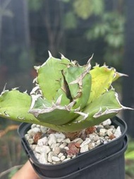 綠肌龍舌蘭 Agave