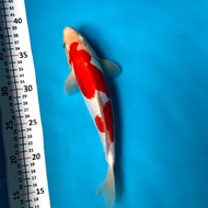 KOI BLITAR KOHAKU DOITSU 26 cm ~unchek~