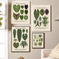 Vintage Foliage Philodendron Anthurium Plant Type ภาพวาดผ้าใบโปสเตอร์และพิมพ์ภาพผนังศิลปะ-เหมาะสำหรับตกแต่งห้องนั่งเล่น