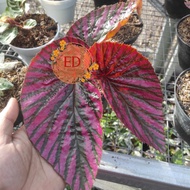 begonia brevirimosaexotica / begonia rex walet