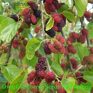 Fresh Mulberry Seeds for Planting (100 Seeds/pack) Rare Mulberry Bonsai Tree Seeds Dwarf Fruit Trees