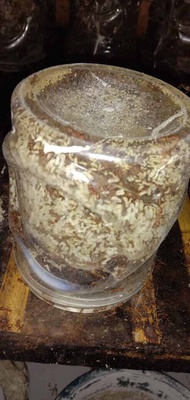 PAKET HEMAT BIBIT SEMUT RANGRANG 5 TOPLES PLUS 1 EKOR MASTER RATU