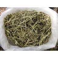 Timothy Hay Green Fresh For rabbit , guinea pig , cavy