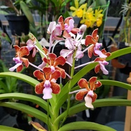 Vanda limbata