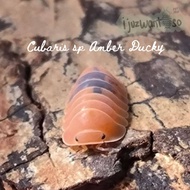 [IJUZWANISO] Cubaris sp Amber Ducky(Isopod for Terrarium and pets)