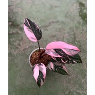 philodendron pink congo - philo pink princes marble - tanaman hias