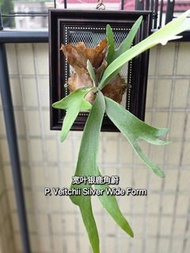 P. Veitchii Silver Wide Form Staghorn Fern